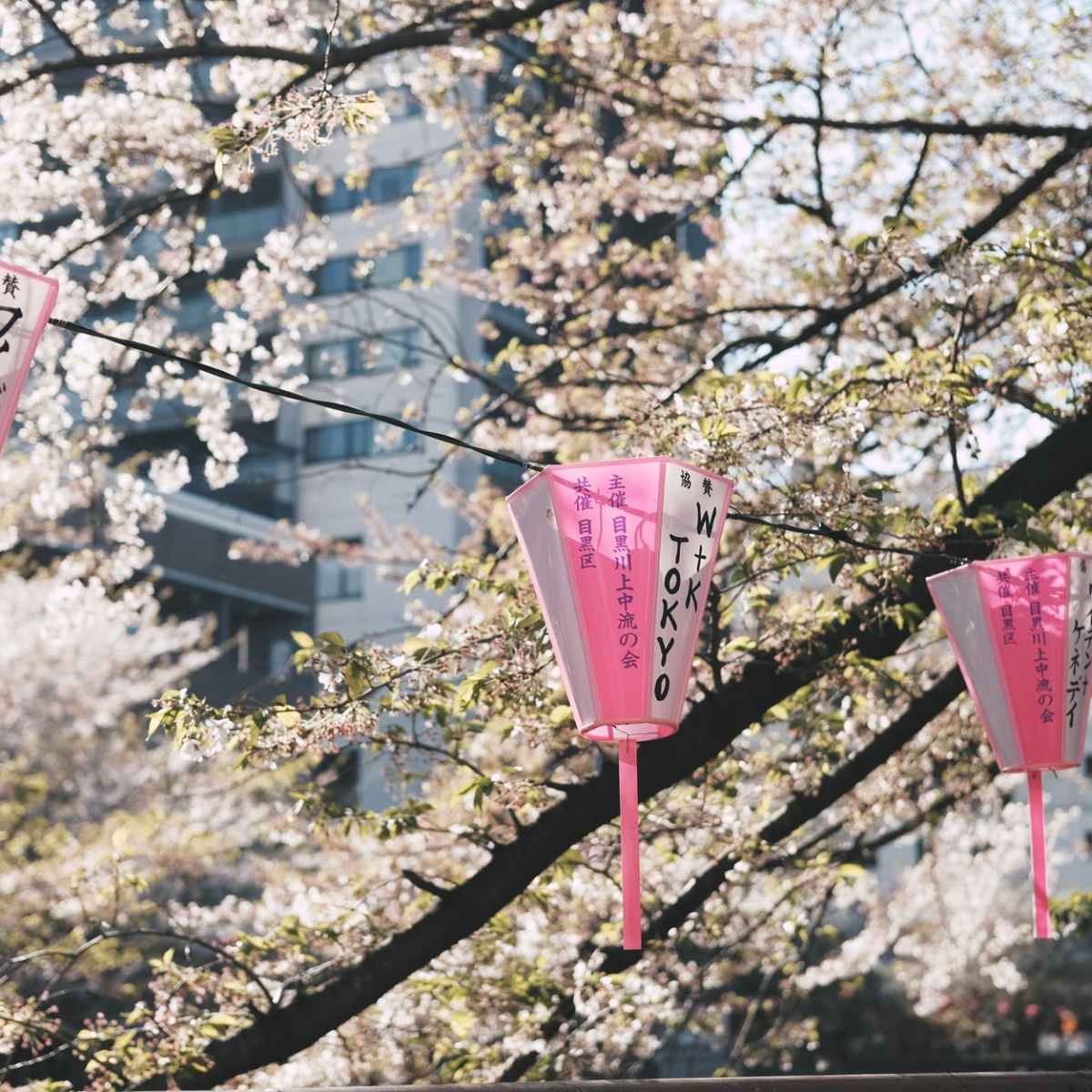 🌸お花見🌸fête des SAKURA 10% DE RÉDUCTION SUR TOUS LES PRODUITS JUSQU&rsquo;AU 30 AVRIL&nbsp;2021